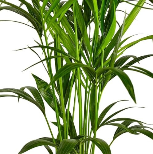 DECOALIVE Palmera Interior Dypsis Lutescens Palma Areca Planta Natural de Interior