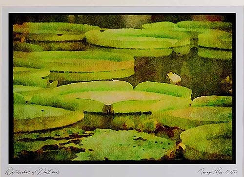 672086 Victoria, Giant Water Lily Watercolour Picture Limited Edition A4