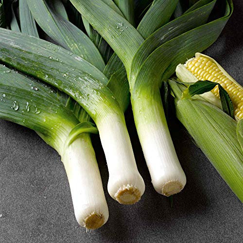 Suttons seeds - Leek Seeds - Musselburgh 350 Seeds per Packet. Grow Your own Leeks.