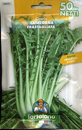 SEMENTI DI ORTAGGI DI QUALITA' IN BUSTE TERMOSALDATE DA 50 GRAMMI (CICORIA CATALOGNA FRASTAGLIATA)