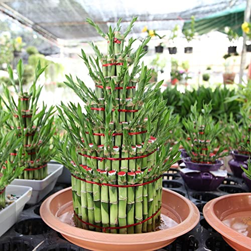 25 Glücksbambus Bonsai Samen Bambus Hydrokultur Pflanze Samen Glücksbambus Kaufen Lucky Bamboo Seed Bambuspflanze Hydrokultur Bonsai Samen Indoor Kunstbonsai