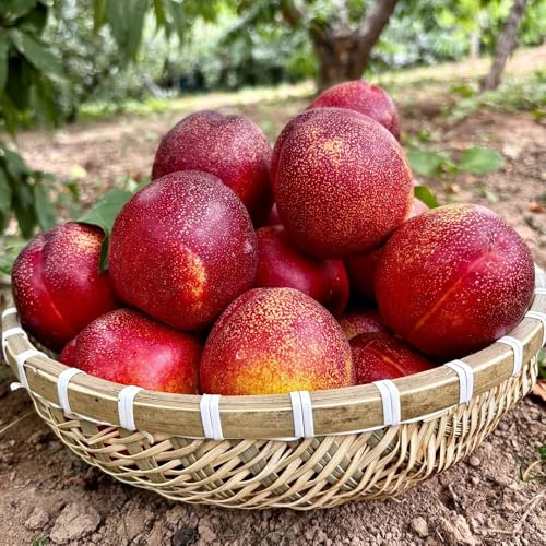 Nektarinenbaum - alte sorten obstsamen obstbäume kaufen winterharte für garten seltene obstpflanzen säulenobst 20Samen