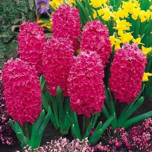 Hyazinthenzwiebeln, Duftende Blumen, WunderschöNe Blumenzwiebeln, Raumdekoration, MehrjäHrige, Winterharte Pflanzenblumen, Geeignet FüR GäRten, Topfpflanzen, Balkone-6zwiebeln-B