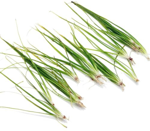 K2AQUA 5 X Vallisneria Nana Vallis Live Aquarium Plant Aquatic Grass Ideal for Freshwater Tropical Aquascapes