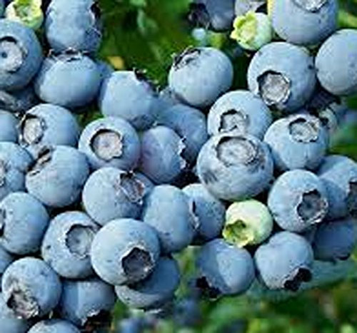 Vaccinium corymbosum Blueberry 'Blue Jay' 15cm Pot Size