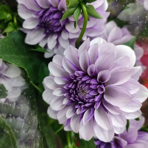 2 pcs dahlien knollen kaufen - dahlien zwiebeln - herbstblumen winterhart balkon bonsai Dahlia Dahlie zwiebel blumen geschenk, blumen zwiebeln frühlingsblumen gartenpflanzen stauden