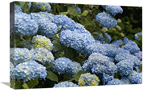Global Gallery Bigleaf Hydrangea Madame riverain Variety Flowers-Canvas Art-24x16