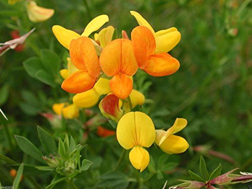 Birdsfoot Trefoil Seed(Lotus corniculatus~forage,Cover Crop,Green Manure,Pasture