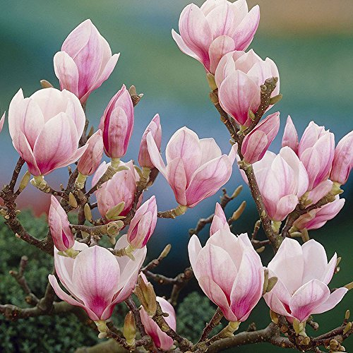 GardenersDream Magnolia de Soulange - Plante de jardin fleurie d'extérieur - Magnolia caduc à soucoupe nécessitant peu d'entretien (20-30 cm, pot de 9 cm inclus)