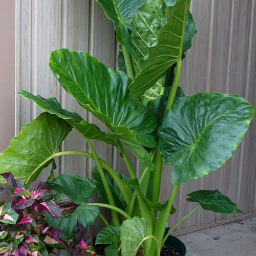 Bulbo de oreja de elefante. Perenne resistente al frío. Hojas perennes.Para cultivo de jardín. Con tallo alto y hojas grandes. -3 bulbos-D