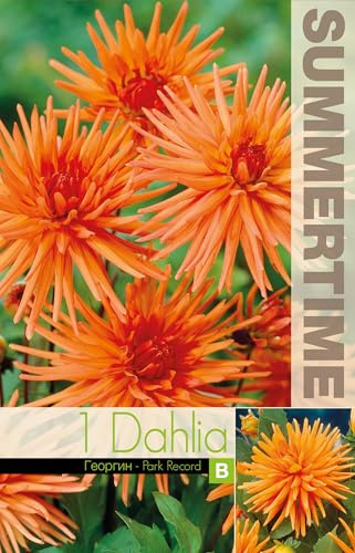 AGRONOM | DALIAS - PARK RECORD | Bulbos de flores perennes | Flores naranjas | Cultivadas en jardines de flores, macetas y céspedes floridos | 1 bulbo