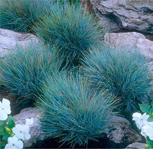3 x Festuca glauca/cinerea 'Elijah Blue' im 1 Liter (Ziergras/Gräser/Winterhart/Bodendecker/Mehrjährig/Immergrün) Blauschwingel - Silberblaue Eleganz mit moderner Note - von Stauden Gänge