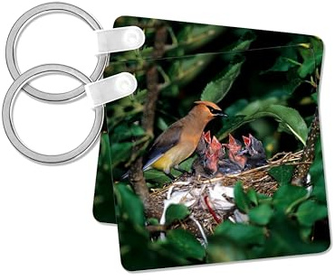 3dRose, Cedar Waxwing feeding nestlings about 12 days old, in apple tree, set of 6 Key Chains