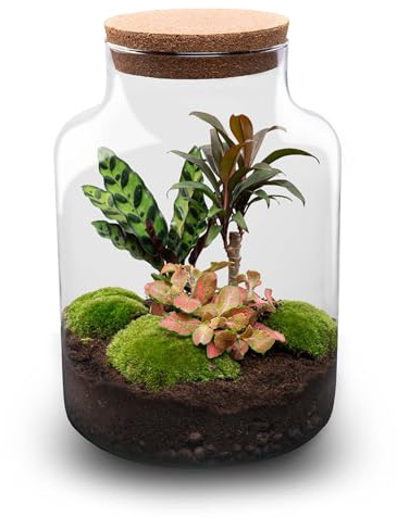 Växter terrarium • Milky Palm • Ekosystem växt • Tjock 30 cm – DIY-komplett terrarium set – växtterrarium – urbanjngl | Terraripaket