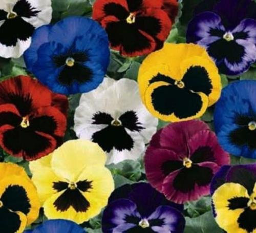 Mixed Semi Viola del pensiero, Viola semi, Heirloom svizzeri Viole giganti, semi sfusi, 250CT
