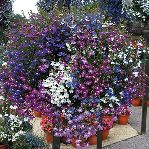 Welldales 50 Mixed Giant Cascading Lobelia Seeds Trailing Hanging Basket UK Rockery Annual