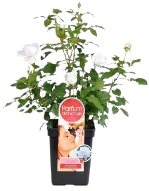 Rosal Grandiflora Blanco la Esencia de la Primavera en tu Jardín