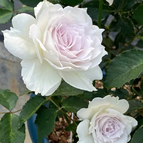 semillas de rosal, rosal trepador Decoración de jardín para exteriores, balcón, decorativas, cortadas aromáticas, para 40pcs