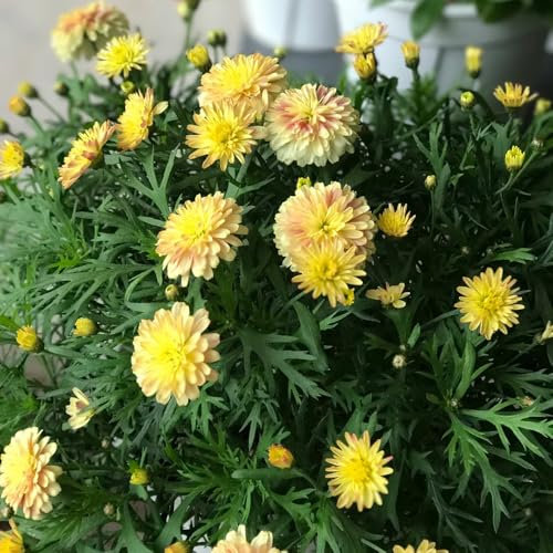 margeriten samen - stauden winterhart, winterharte balkonpflanzen margeritensamen pflanzen garten winterhart mehrjährig, pflanzen draußen pflanzen für draußen, saatgut blumen 1500pcs