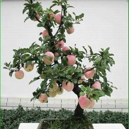 Frutal Manzana de Raíz Desnuda -Versátil, Duradero,Robusto, Vigoroso, Resistente, Adaptable-5 rizoma