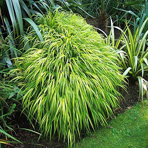Hakonechloa macra Aureola - 1 plant