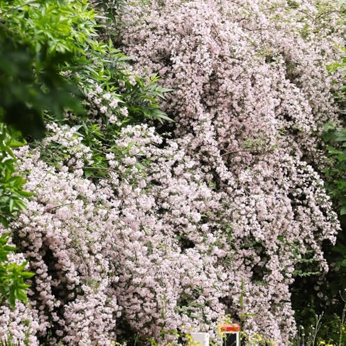 Semillas de Kolkwitzia amabilis, Semillas de nácar, de balcón semillas de Decoración de jardín para exteriores variedades antiguas 80pcs
