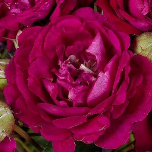 Kletterrose „Rosengarten Zweibrücken (Premium) - purpur-violett blühende Topfrose im 6 L Topf - frisch aus der Gärtnerei - Pflanzen-Kölle Gartenrose