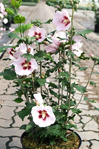 Hibiskus rosa Blüte Roseneibisch Hamabo Hibiscus Hamabo Containerware 60-80 cm hoch,