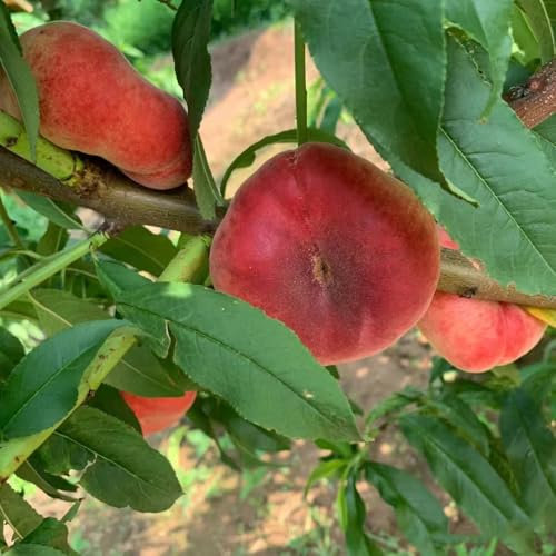 pfirsichbaum winterhart - samen balkon hochbeet pfirsichbaum säulenobstbäume - Seltene Pflanzen serie - winterharte pflanzen für garten zimmerbonsai bonsai säulenobst winterhart 3pcs