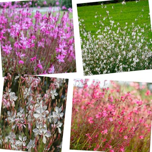 semillas de vela perenne vistosa - bancales elevados (Gaura lindheimeri) resistentes jardín 350pcs