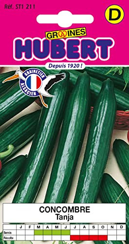 25 Graines de Concombre Tanja