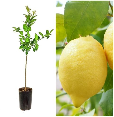 Planta Frutal Limonero injertado Eureka o Cuatro estaciones, Limones frescos todo el año. Produce frutos todo el año, jugosos y de piel fina. Altura de 100-110 cm. Segura Garden.