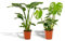 La Green Touch - Duo Strelitzia Nicolai und Monstera – Zimmerpflanze – Topf 19 cm, Höhe 80 cm