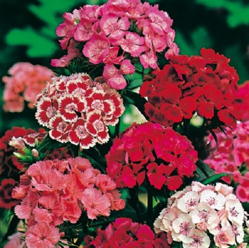 20 SEMI DI GAROFANO DEI POETI ALTO DOPPIO semi freschi