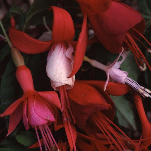 Plant World Seeds - Fuchsia Ornamental Mix Seeds (Tree & Shrub Seeds)