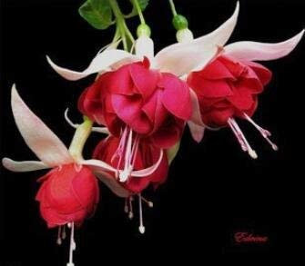 Potseed 50 Particules/Sac Fuchsias graines, Fleurs, Pot de Fleurs DIY de Plantation, la Cloche de Fleurs, Lanterne Begonia 2