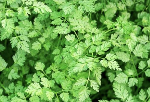 Chervil Common Herb Seeds, 5 Grams, 2,000 Seeds