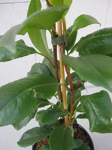 Immergrüne Kletterhortensie - Hydrangea seemannii - 40-60cm