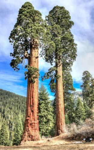 Sequoiadendron giganteum, graines de bois d'arbre forestier de séquoia géant Sequoia, 10 graines