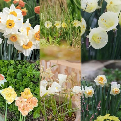 bulbi di narcisi perenne resistente acquistare bulbi di narcisi, giardino balcone per decorare balconi, 5pz