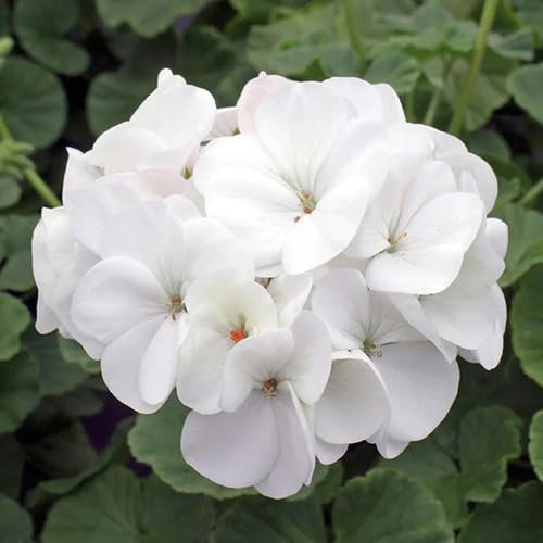 100 Stück Geranien-Blumensamen, weiß