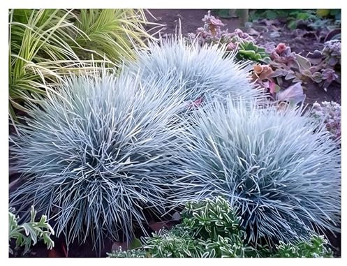 Stauden Gänge 1 x Festuca glauca/cinerea 'Zwergenkönig' (Ziergras/Gräser/Winterhart/Bodendecker/Mehrjährig/Immergrün) Blauschwingel - Silberblauer Glanz für stilvolle Gärten