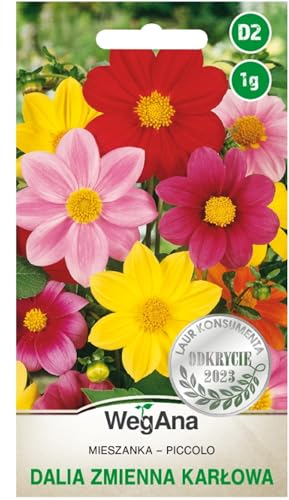 WegAna Piccolo Dahlia nain mélange de graines 1g Mélange de plantes avec fleurs, plantes de jardin plantes de balcon, plantes mellifères, semences de fleurs, graines de fleurs