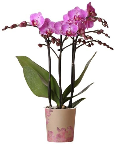 Orchid Phalaenopsis Vienna - Moth Orchid - Real Indoor Houseplant - Live Plant for Living Room, Bedroom, Office - Indoor Plant Decor (9cm Pot, 30-40cm)