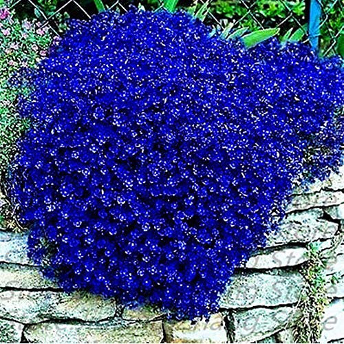 100 semi/graines: AUBRIETAROYAL BLUE 30/100 SEMI - AUBRETIA GRACILIS BLU VIABLE GRAINES