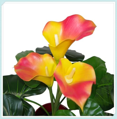calla bulboso,bulbi di calla，Plump, Intatti, Zantedeschia Bulbi, Sani, Robusti, Compatti, Vigorosi-10 Bulbi