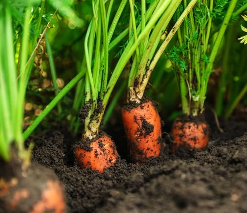 Roselyn Seeds Autumn King Carrot Seeds for Planting Spring & Summer | 3000 Seed Pack Suitable for Garden or Allotment