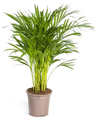 Dypsis Lutescens - Palmier Areca - Palmier d'or - 80-90cm - Ø19cm - Plante d'intérieur - Vert persistant
