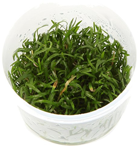 Tropica Lilaeopsis brasiliensis Brazilian Micro Sword 1-2-Grow Tissue Culture In Vitro Live Aquarium Plant Shrimp Safe & Snail Free