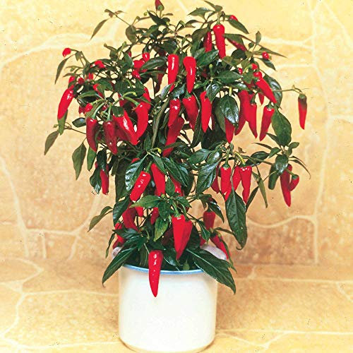 Suttons Chilli Pepper F1 Apache Seeds Vegetable Seeds, Approx. 8 Seeds per Pack, Grow Your own Chilli Pepper Plants from Seed, Ideal for Containers, Beds and Borders, Greenhouses